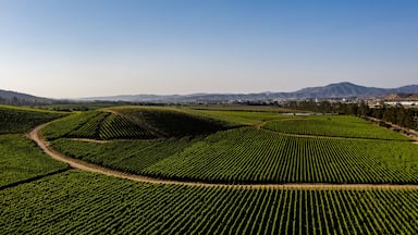 Aerial view of wineyards at Casablanca, Chile