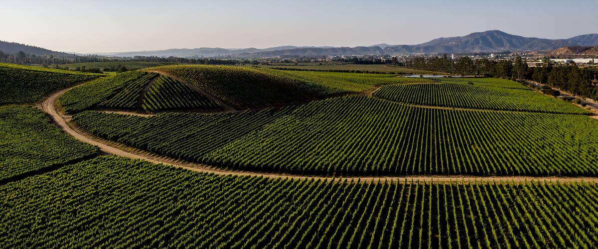 A vineyard with rows of grapevines and a winding path.