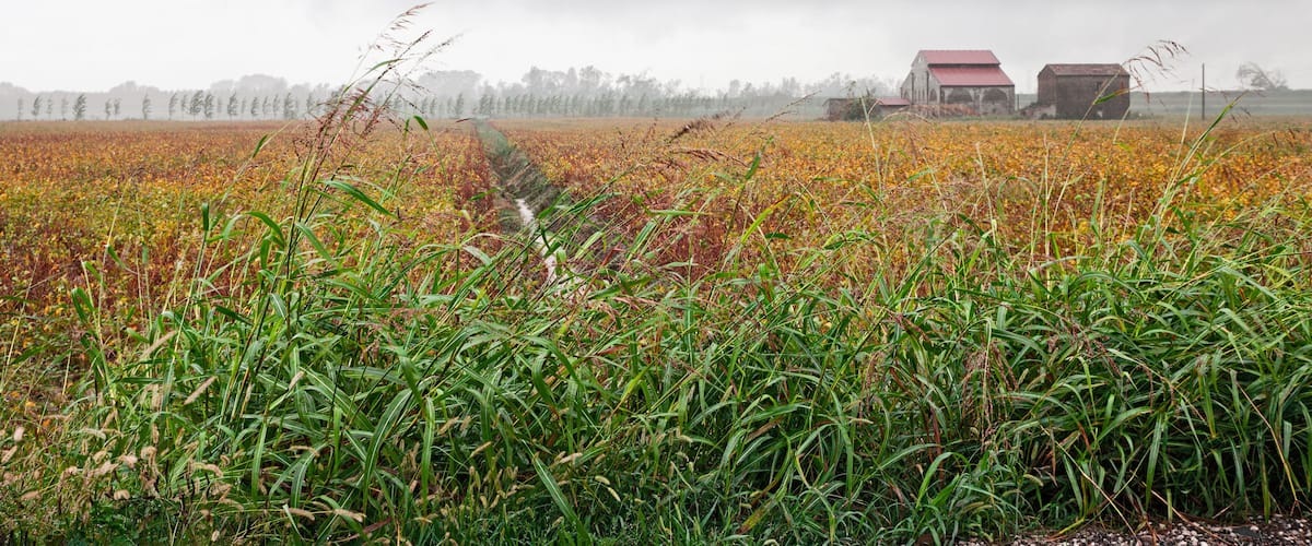 A field with tall grasses and a red-roofed building in the distance.