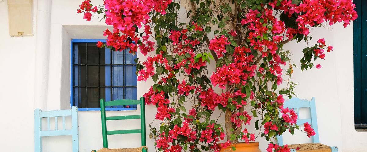 A white building with a blue window, two blue chairs, a green chair, and a large pot with pink bougainvillea flowers.