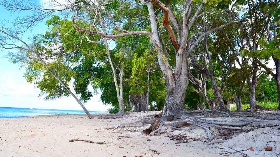 A beach with trees and driftwood.