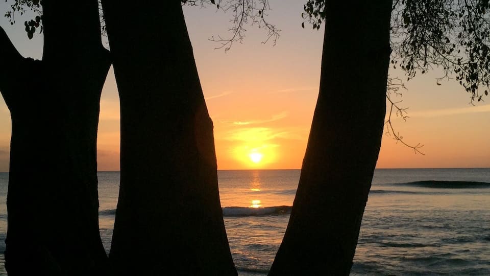 A sunset over the ocean, viewed through the branches of a tree.