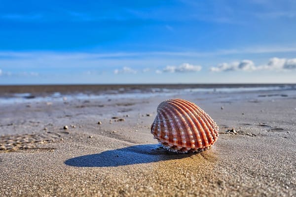 February 2016
A beautiful winter's day at Dungeness. Situated on the South coast of England Dungeness has a very unusual landscape. The sandy beach is so level that the tide goes out by nearly a mile.
The world renown Pilot pub and restaurant serves a delicious locally caught selection of fish. A great place to wander amongst the old fishing boats or stroll along the miles of sandy beach.
#Beachbound