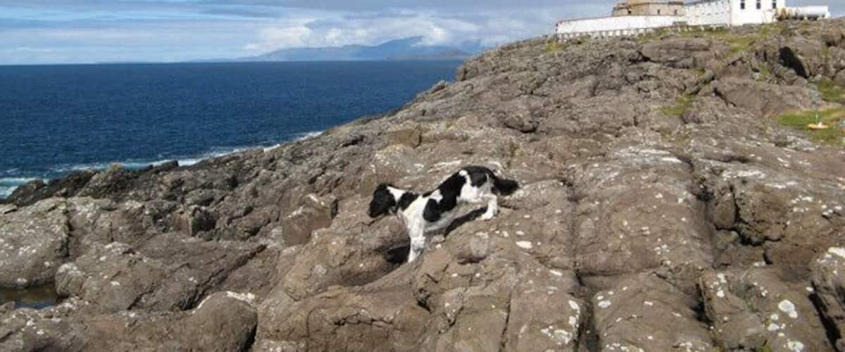 A rocky coastline with a lighthouse and a dog on the rocks.
