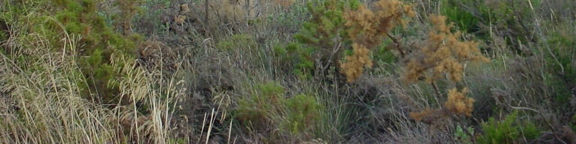 kacskaringĂł (itt kĂ©szĂŒlt)