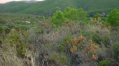A hilly landscape with dense vegetation and winding paths.
