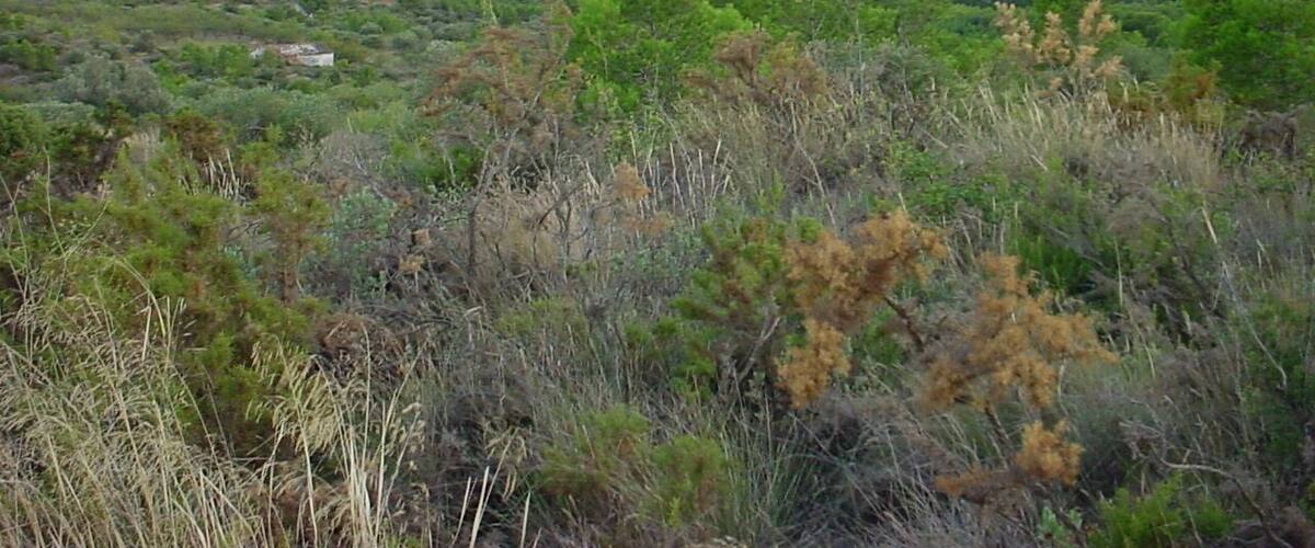 A hilly landscape with dense vegetation and winding paths.