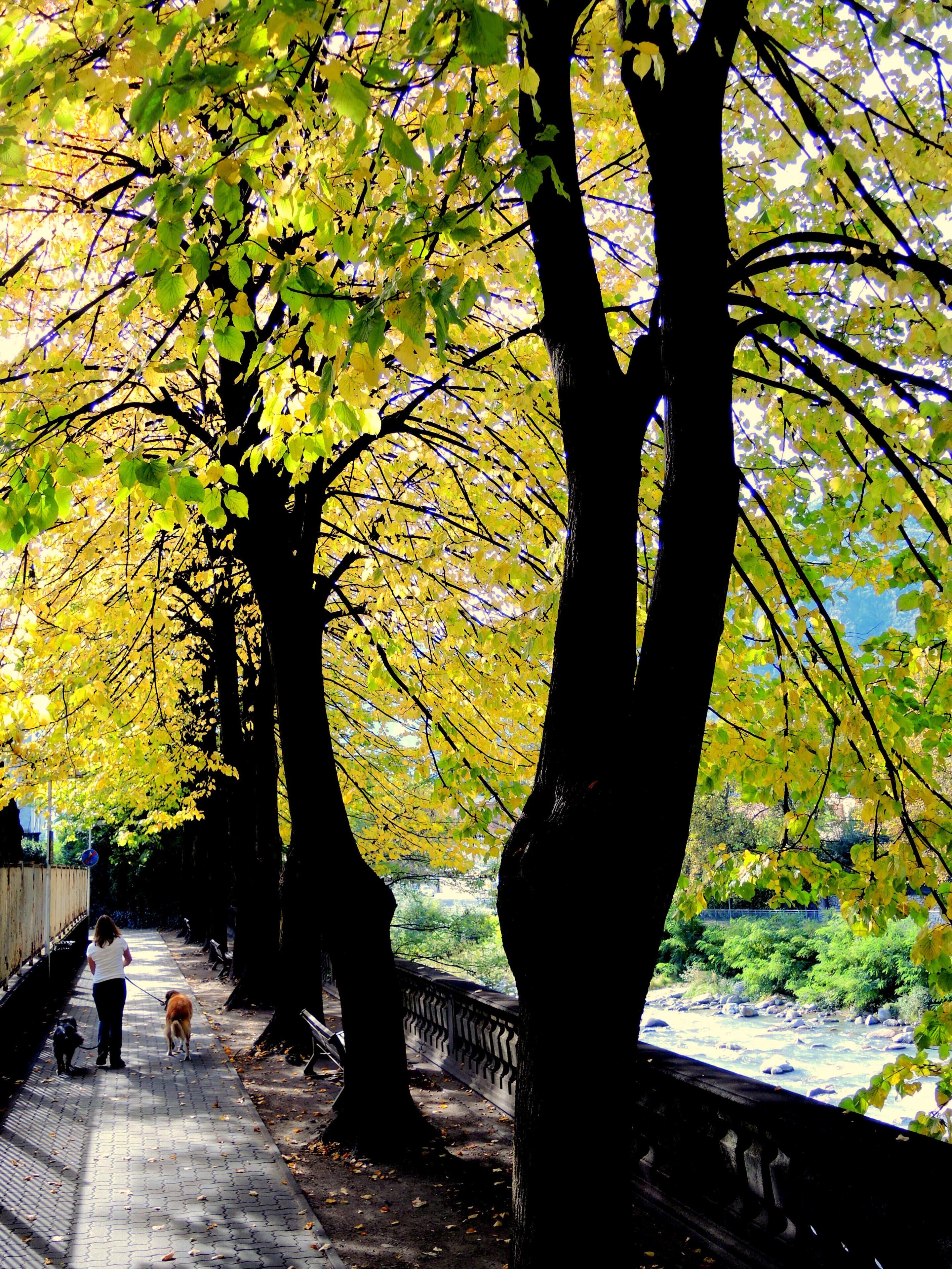 Lungo Mera Alberto Giacometti