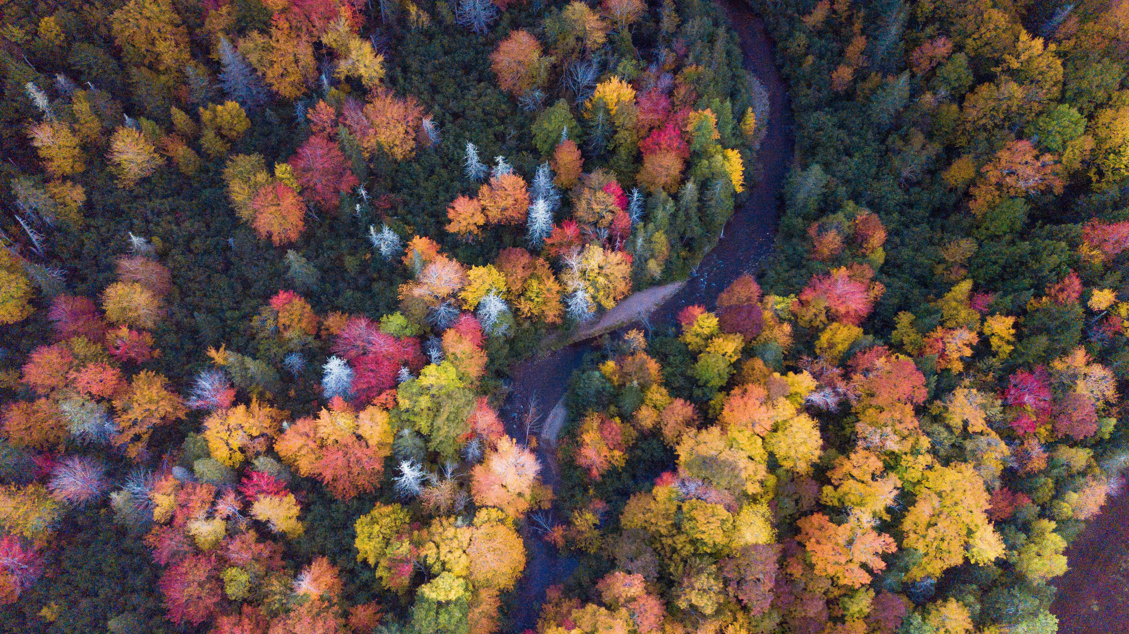 An aerial view of a forest with a winding river.