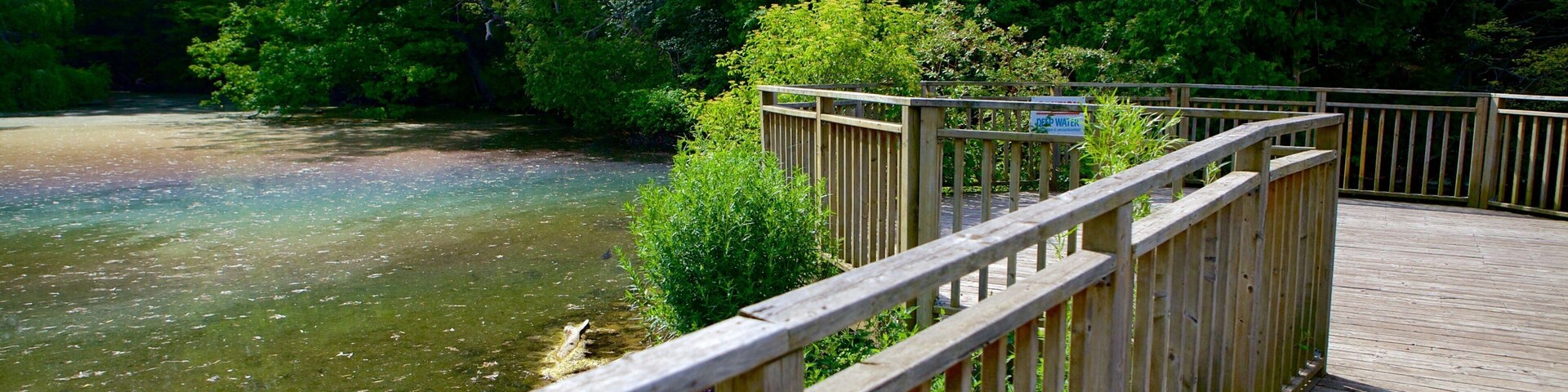 Pasarela de madera sobre un río, rodeada de frondosa vegetación verde.