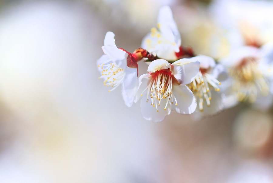 Japanese Apricot (Plum Blossom) in Minabe Town Wakayama Prefecture. The flowers just started blooming with buds, under a light and soft pink color background, is one of early Spring features in Japan.