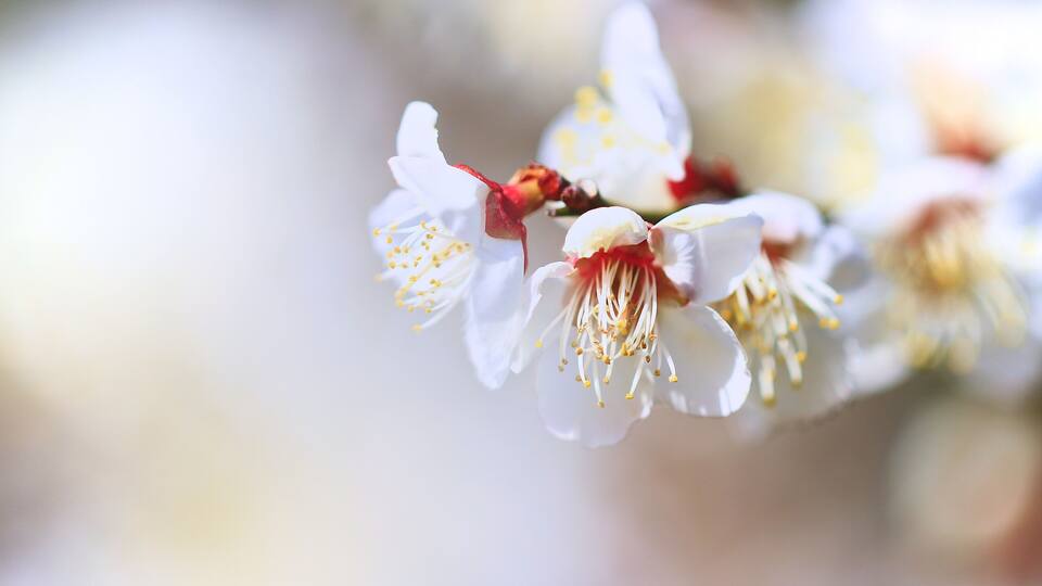 A close-up of white flowers with yellow stamens and a red center.