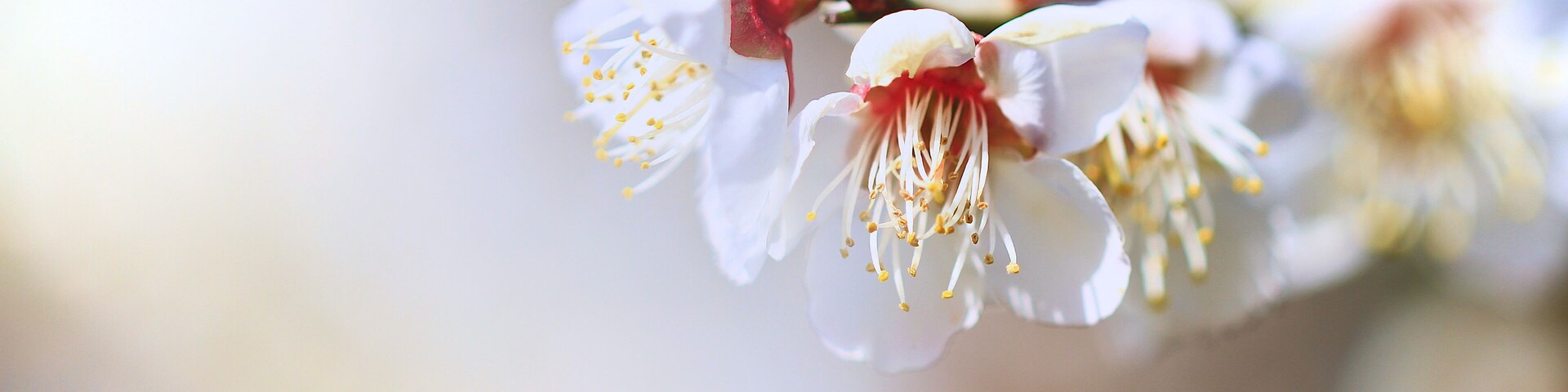Japanese Apricot (Plum Blossom) in Minabe Town Wakayama Prefecture. The flowers just started blooming with buds, under a light and soft pink color background, is one of early Spring features in Japan.