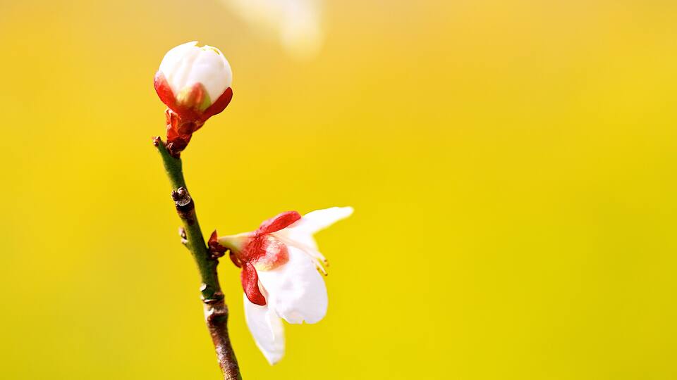 A branch with two budding flowers against a yellow background.