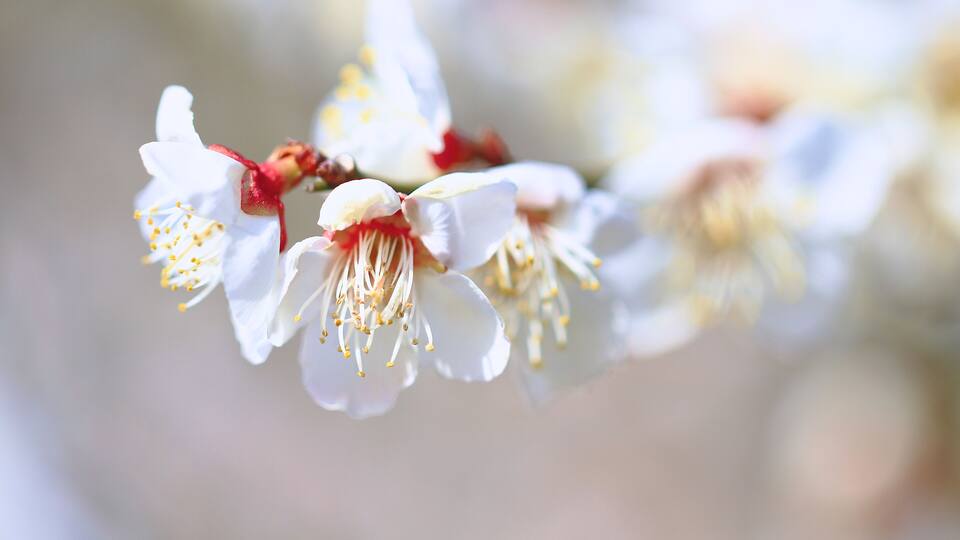 A close-up of white cherry blossoms with yellow stamens.