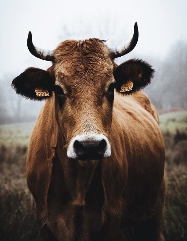 The magnificent beings of Asturias... such strength and beauty.. 

Travel tip:
Make sure you travel with the right partners, the more time you spend with an individual the more you get to know them at a deeper level, sometimes this is great to form solid friendships but other times it could mean uncomfortable moments during your trip!

#LifeAtExpedia