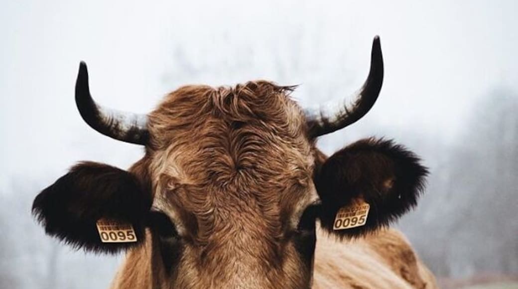 The magnificent beings of Asturias... such strength and beauty..
Travel tip:
Make sure you travel with the right partners, the more time you spend with an individual the more you get to know them at a deeper level, sometimes this is great to form solid friendships but other times it could mean uncomfortable moments during your trip!
#LifeAtExpedia