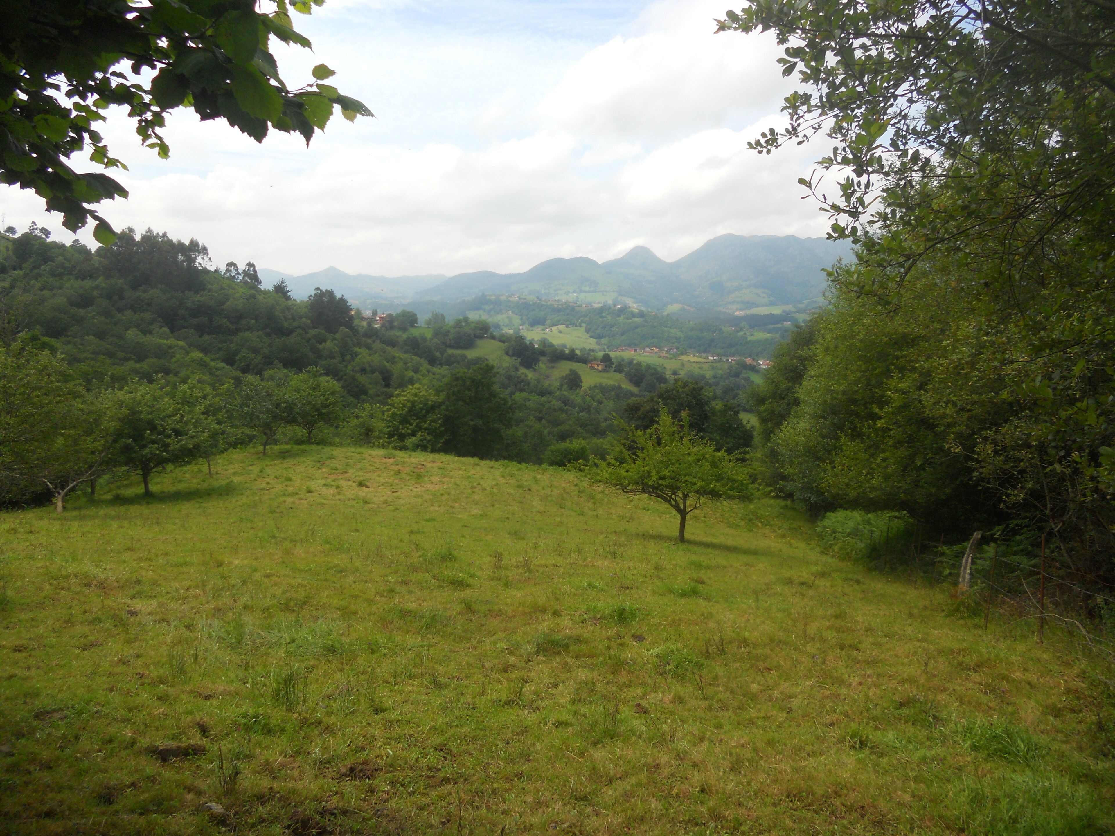 Huerto de manzanos y ciruelos en Llames de Parres ( Asturias ) , al fondo la sierra del Sueve.