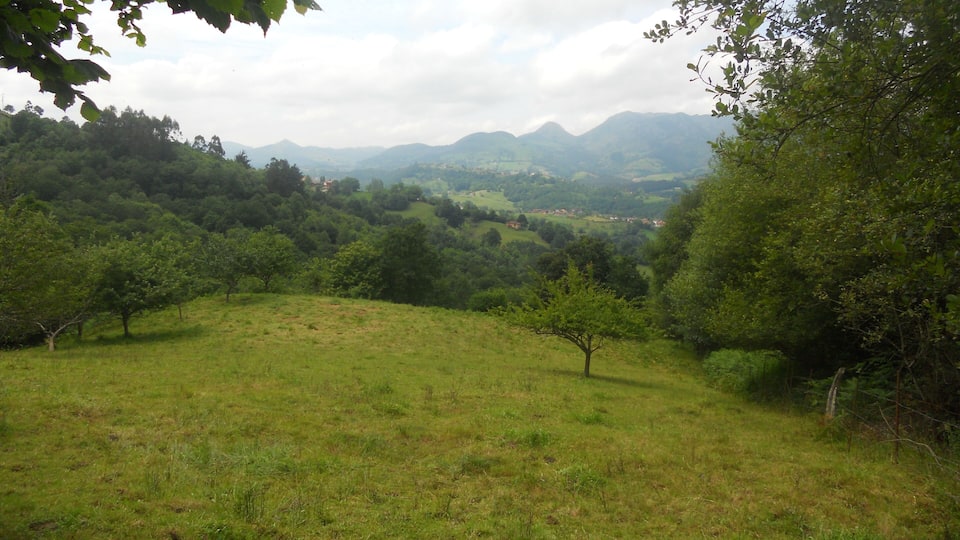 A grassy hillside with scattered trees and distant mountains.