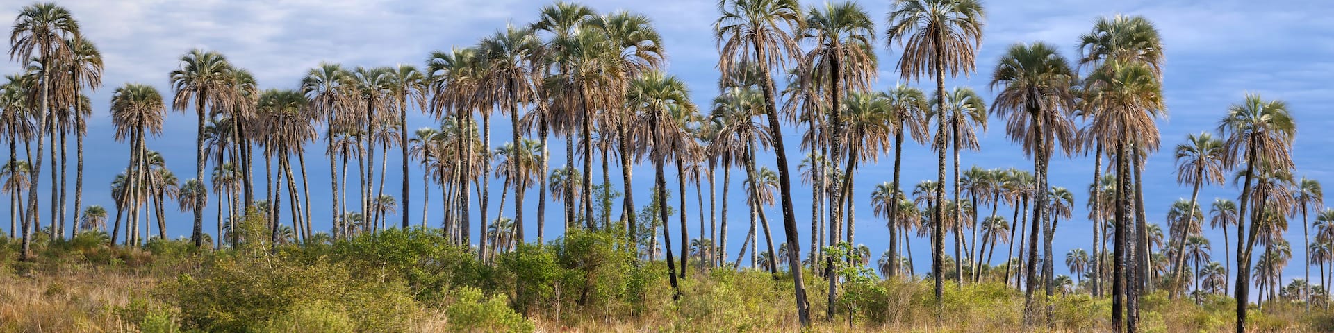 A landscape with tall palm trees and a clear sky.