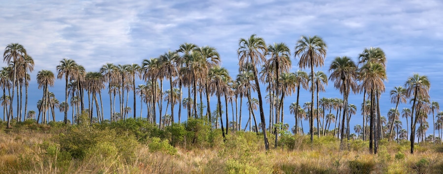 Paisaje con altas palmeras y cielo despejado.