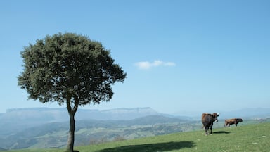 A tree on a grassy hill with two cows in the background.