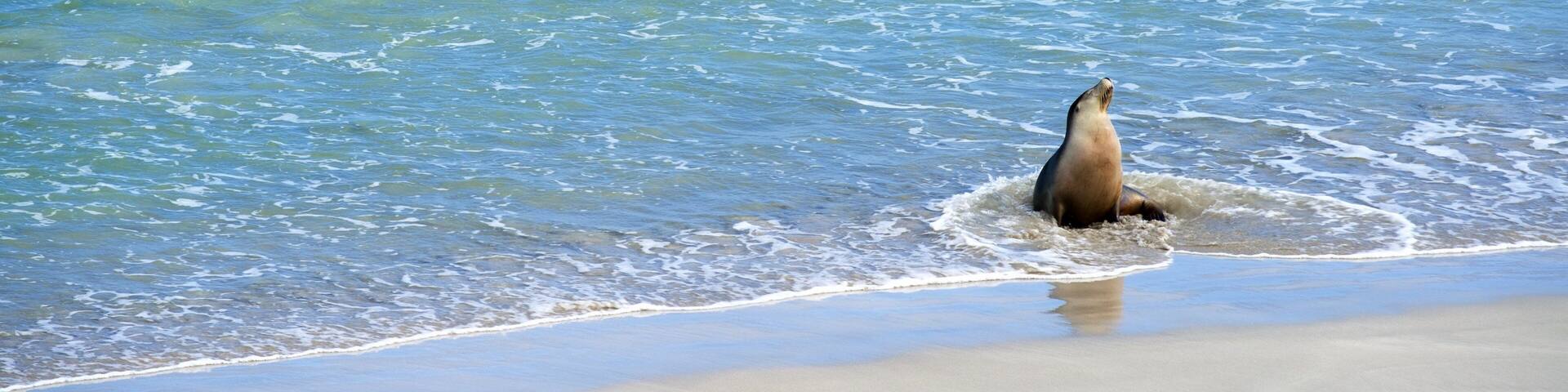 Seddon which includes general coastal views, marine life and a sandy beach