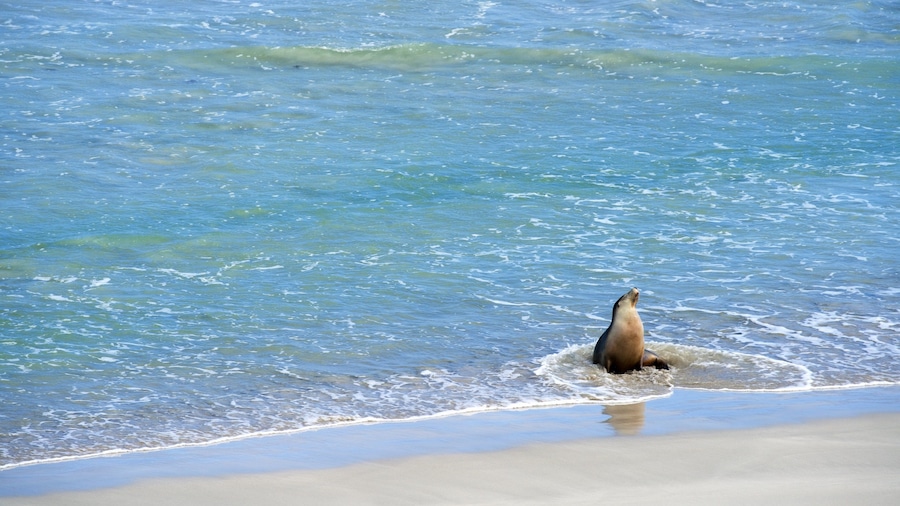 Seddon which includes general coastal views, marine life and a sandy beach