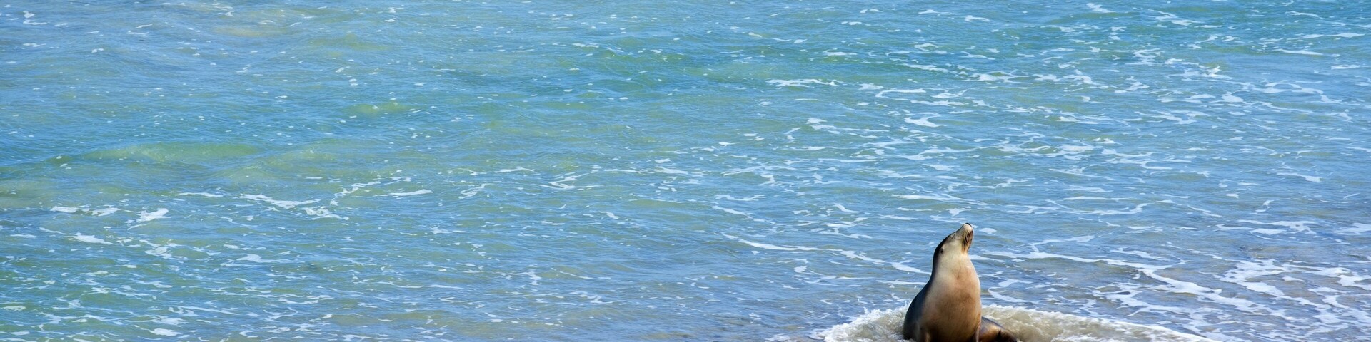 A seal on a sandy beach with clear blue water.