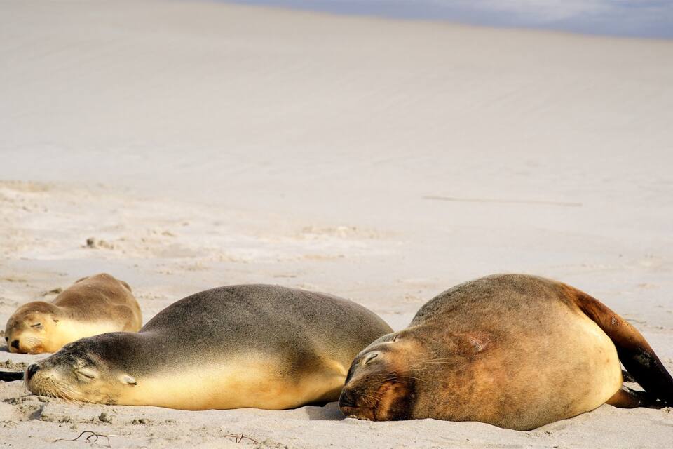 Tres lobos marinos descansando en una playa arenosa.