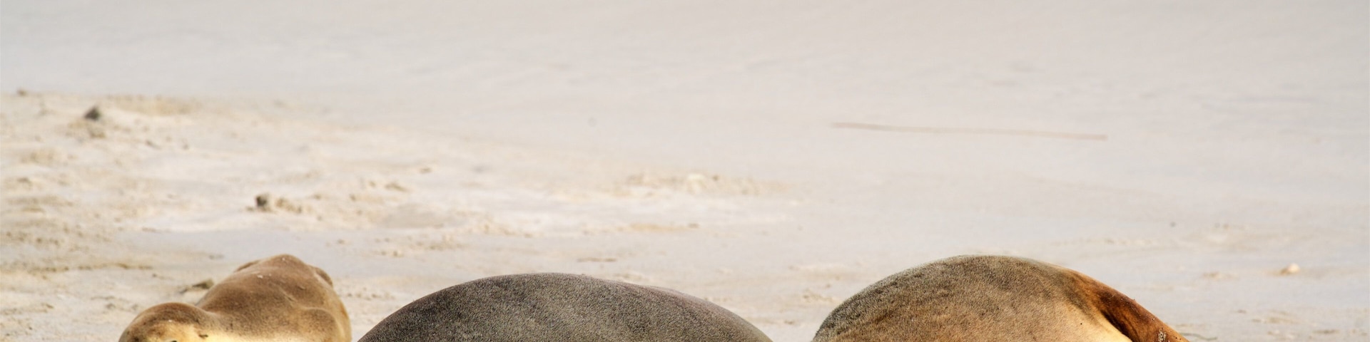 Seddon das einen Meeresbewohner und Strand