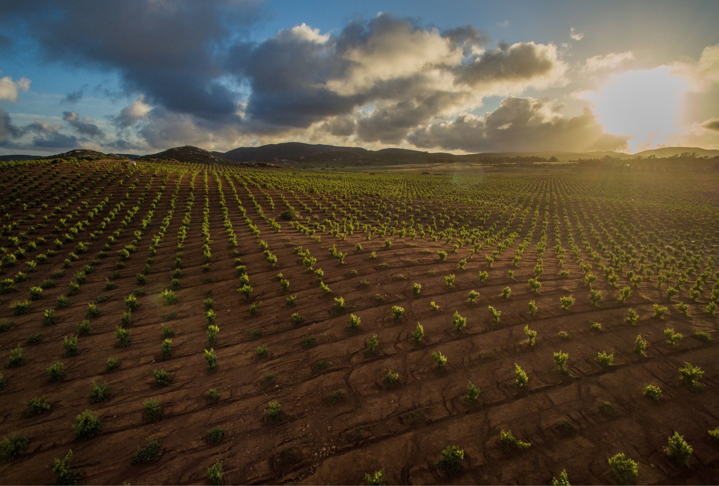 Winery’s of Guadalupe Valley in Ensenada Baja California, Mexico. This is a beautiful little town of winemakers where you can taste the finest wines in the world and the best culinary experience in whole Mexico. #valledeguadalupe #guadalupevalley #winery #winemaker #clouds #sunset #mexico #mexicotravel #mexicoplaces #ensenada #enslife #bvstrove