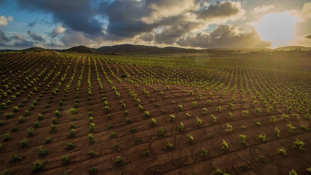 Winery’s of Guadalupe Valley in Ensenada Baja California, Mexico. This is a beautiful little town of winemakers where you can taste the finest wines in the world and the best culinary experience in whole Mexico. #valledeguadalupe #guadalupevalley #winery #winemaker #clouds #sunset #mexico #mexicotravel #mexicoplaces #ensenada #enslife #bvstrove