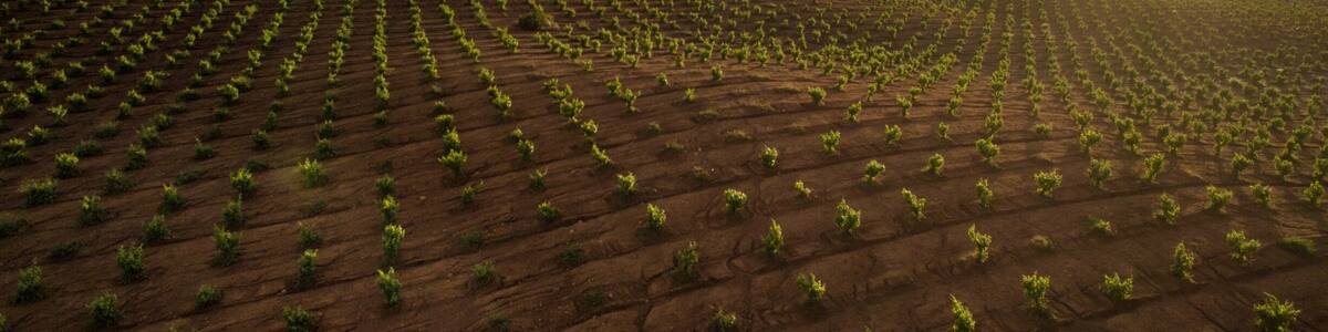 Winery’s of Guadalupe Valley in Ensenada Baja California, Mexico. This is a beautiful little town of winemakers where you can taste the finest wines in the world and the best culinary experience in whole Mexico. #valledeguadalupe #guadalupevalley #winery #winemaker #clouds #sunset #mexico #mexicotravel #mexicoplaces #ensenada #enslife #bvstrove