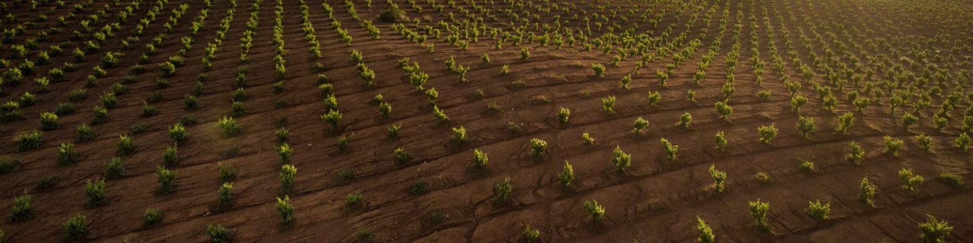 Winery’s of Guadalupe Valley in Ensenada Baja California, Mexico. This is a beautiful little town of winemakers where you can taste the finest wines in the world and the best culinary experience in whole Mexico. #valledeguadalupe #guadalupevalley #winery #winemaker #clouds #sunset #mexico #mexicotravel #mexicoplaces #ensenada #enslife #bvstrove