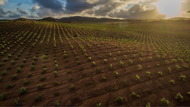 Valle de Guadalupe