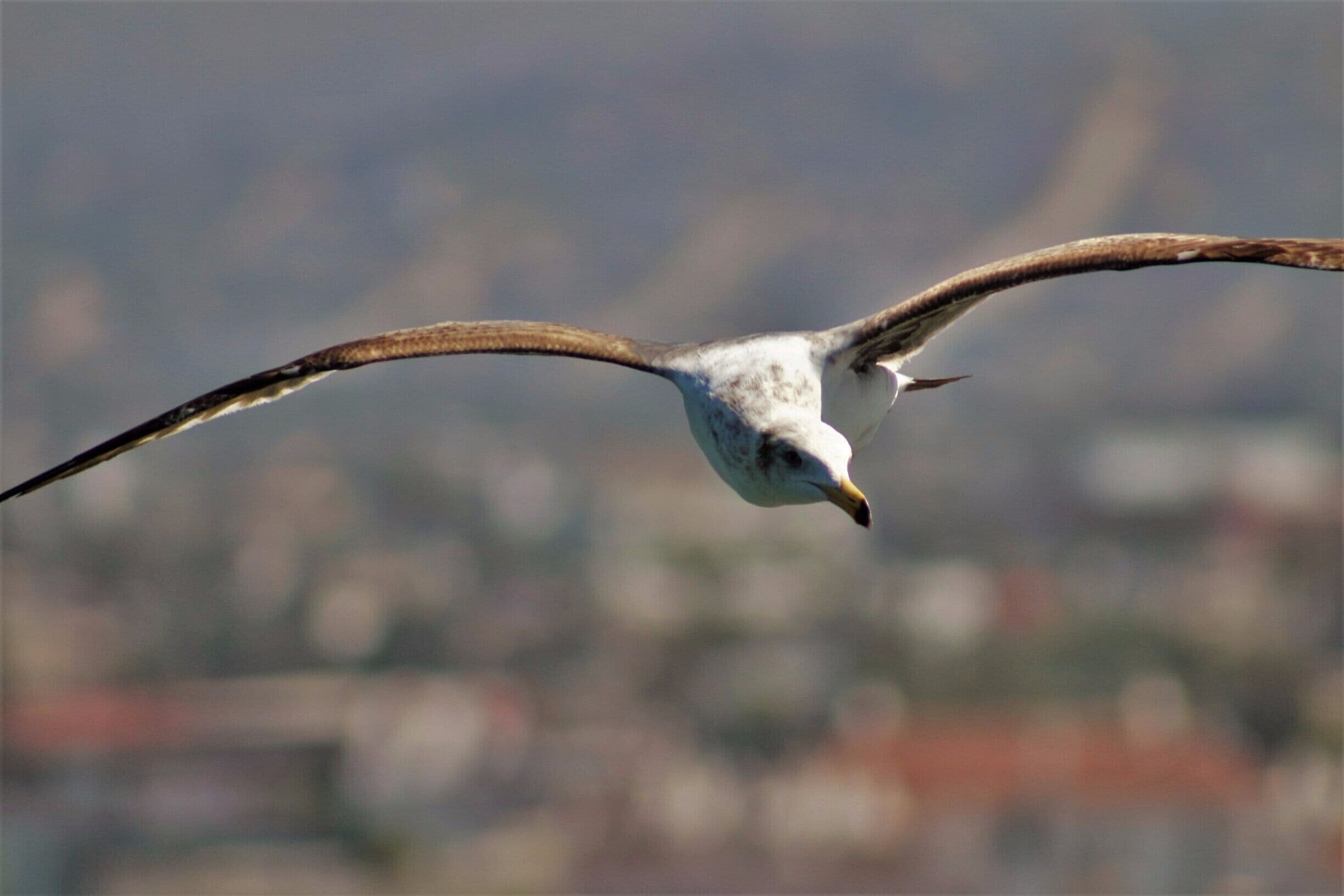 Seagulls flying over the cruise ships at Ensenada seaport. The California gull is quite smart, they favor inland environments for nesting, and often migrates through farmland. 