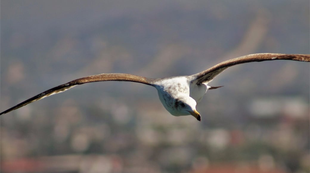 Seagulls flying over the cruise ships at Ensenada seaport. The California gull is quite smart, they favor inland environments for nesting, and often migrates through farmland.