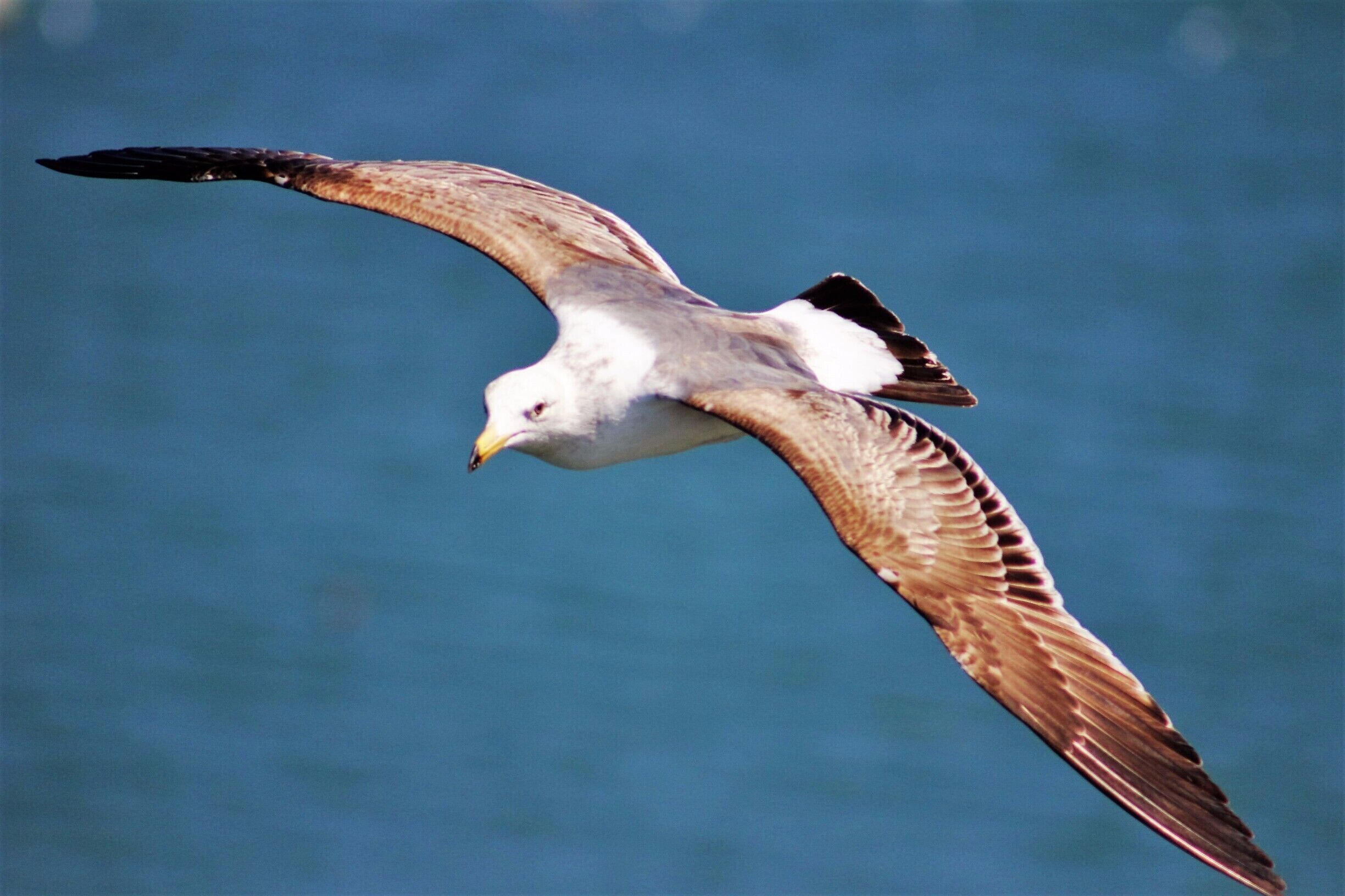 Seagull wings have a high aspect ratio compared to the shorter wings of many birds, which is responsible for their ease of maneuvering. Adults of species have prominent spots on their bill that serve as visual cues to youngsters. #blue