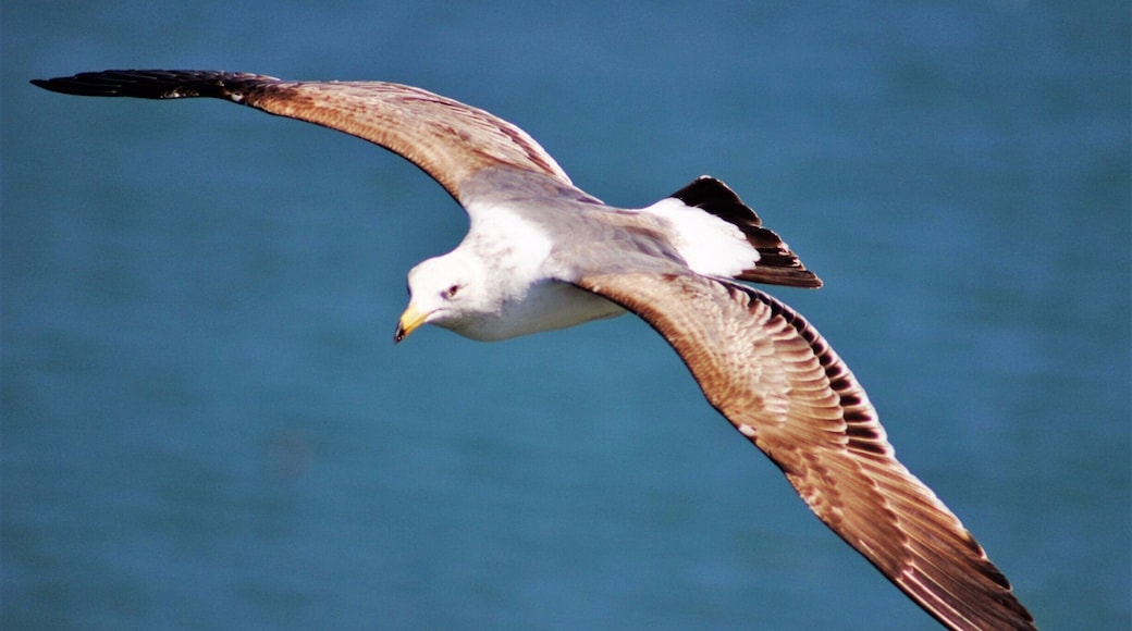Seagull wings have a high aspect ratio compared to the shorter wings of many birds, which is responsible for their ease of maneuvering. Adults of species have prominent spots on their bill that serve as visual cues to youngsters. #blue