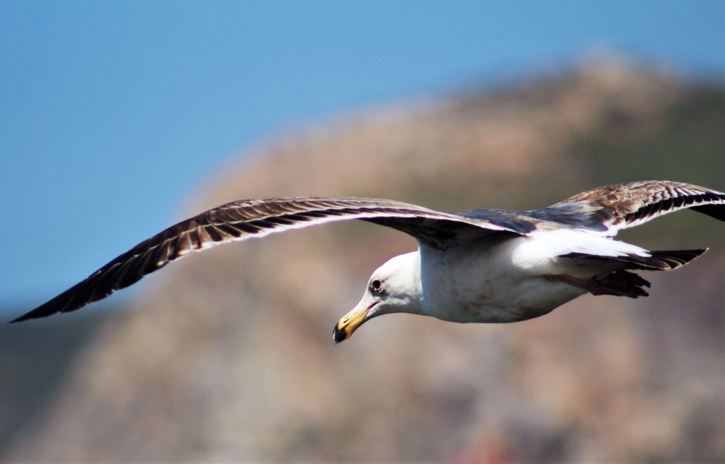 In Native American symbolism, the seagull represents a carefree attitude, versatility, and freedom.