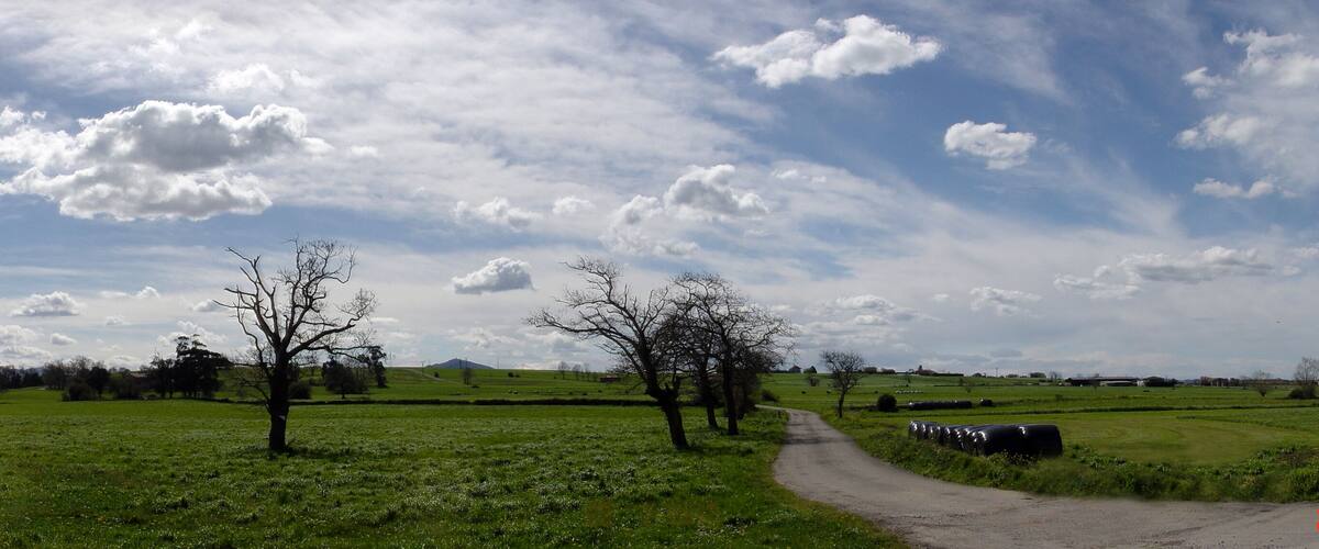 A rural landscape with a dirt road, green fields, and scattered trees.