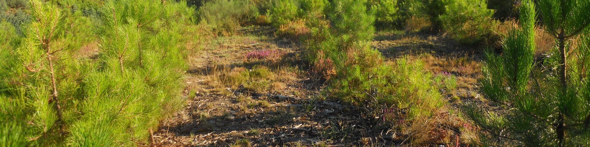 Poco antes de llegar a Rebordondo, nos acompañan estos paisajes.