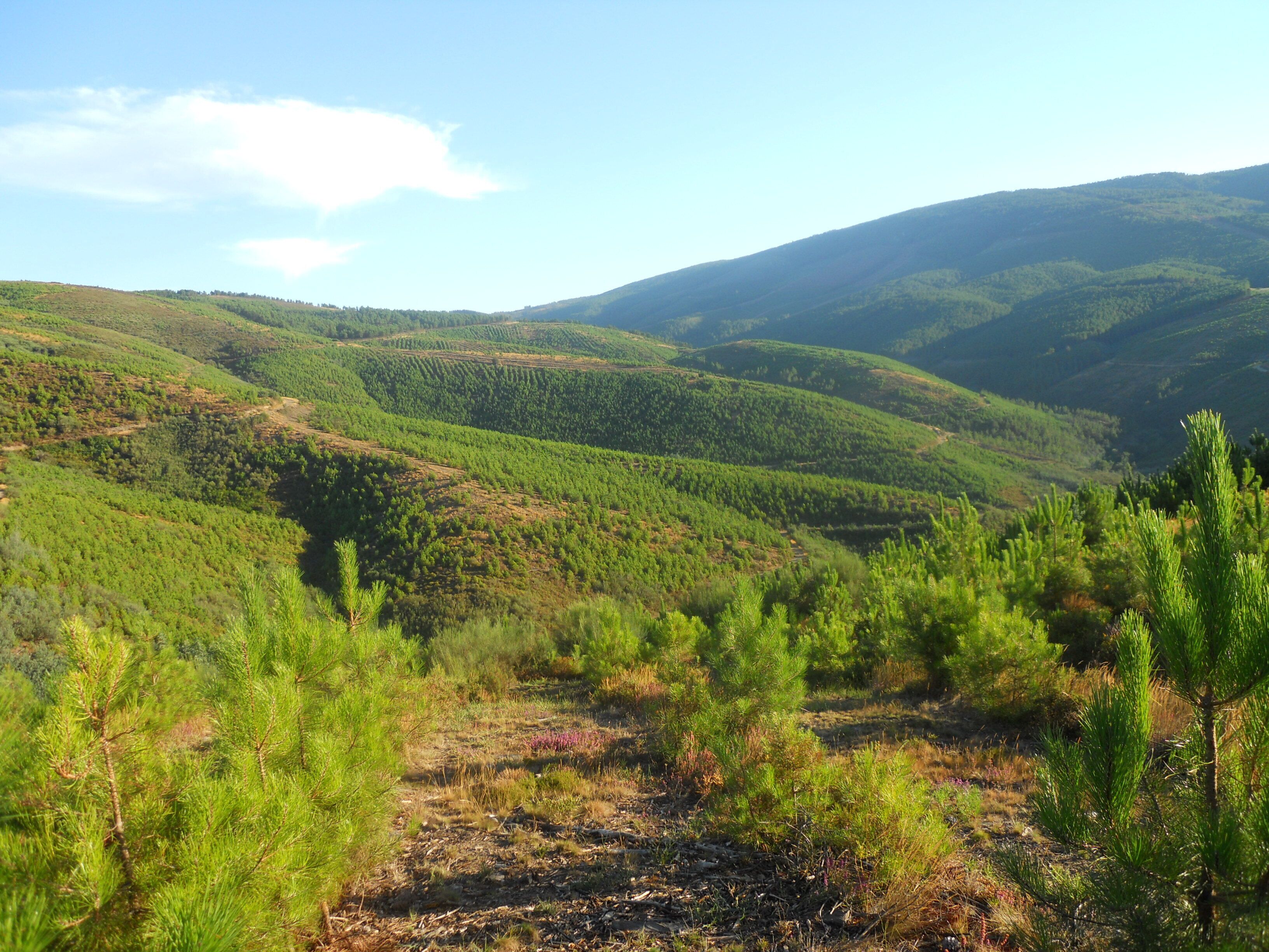 A hilly landscape with dense green forests and a clear sky.