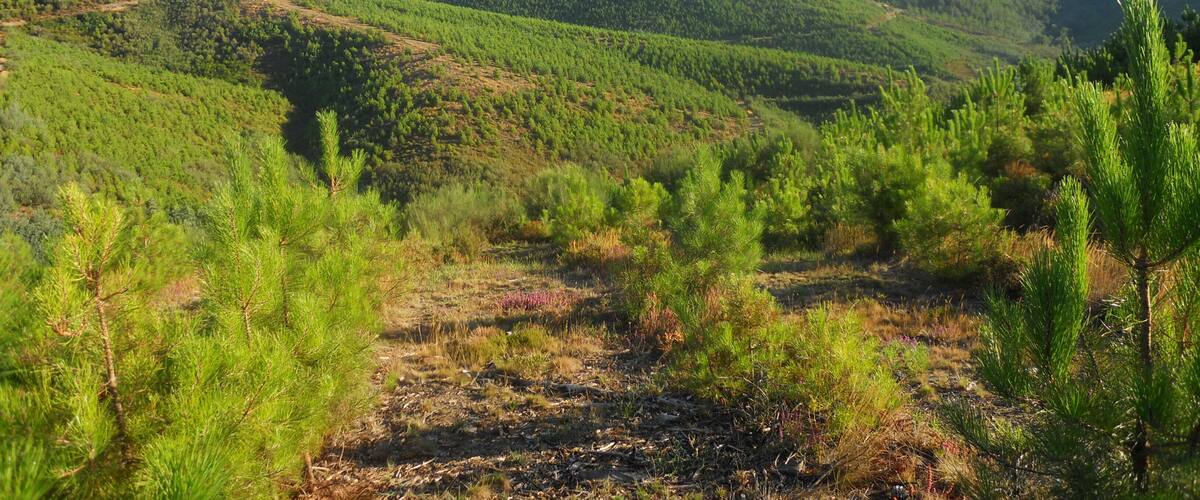 A hilly landscape with dense green forests and a clear sky.