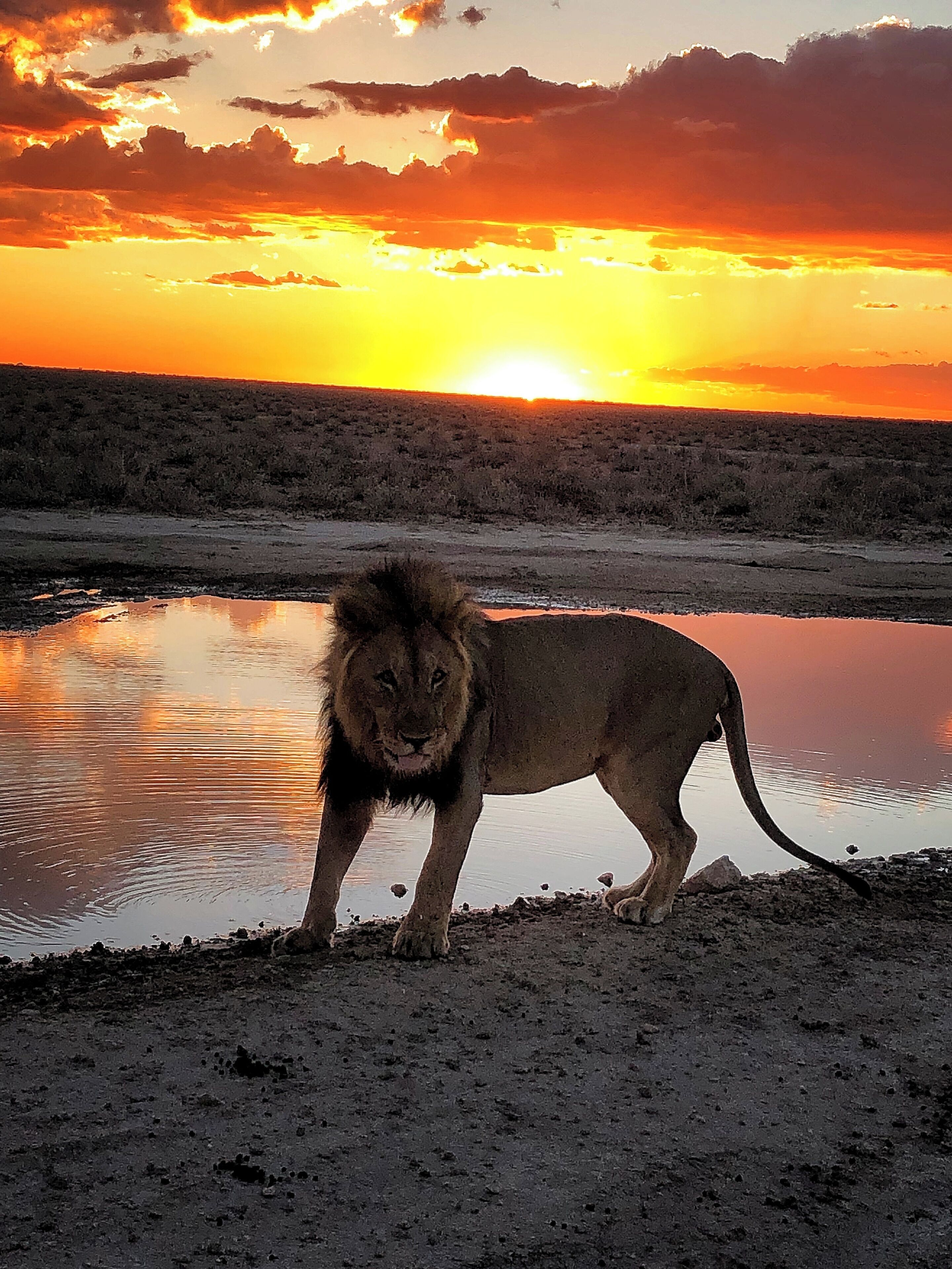 Un león de pie junto a un abrevadero al atardecer.