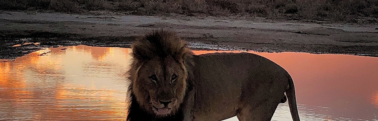 Un león de pie junto a un abrevadero al atardecer.