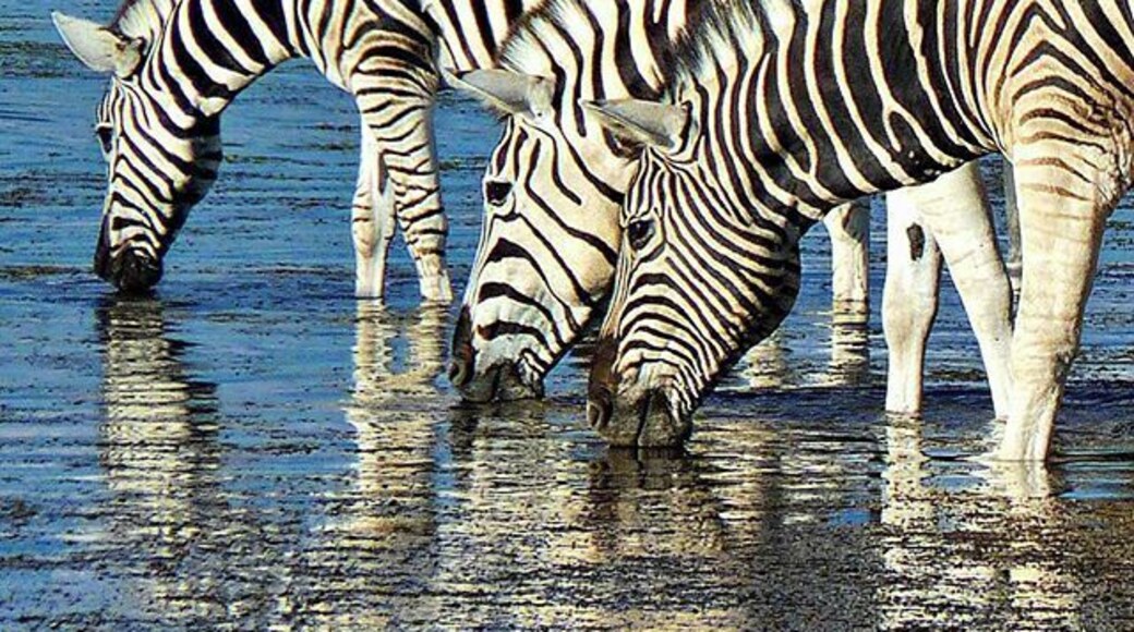 Not being one of the "Big 5", I sometimes think zebras don't get the billing they deserve as one of the most photogenic animals. For more zebra photos from Africa, see: http://www.travelblissnow.com/photos-of-the-week-zebras/