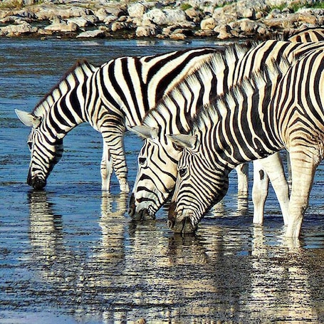 Zebras drinking water in a river with rocks in the background.