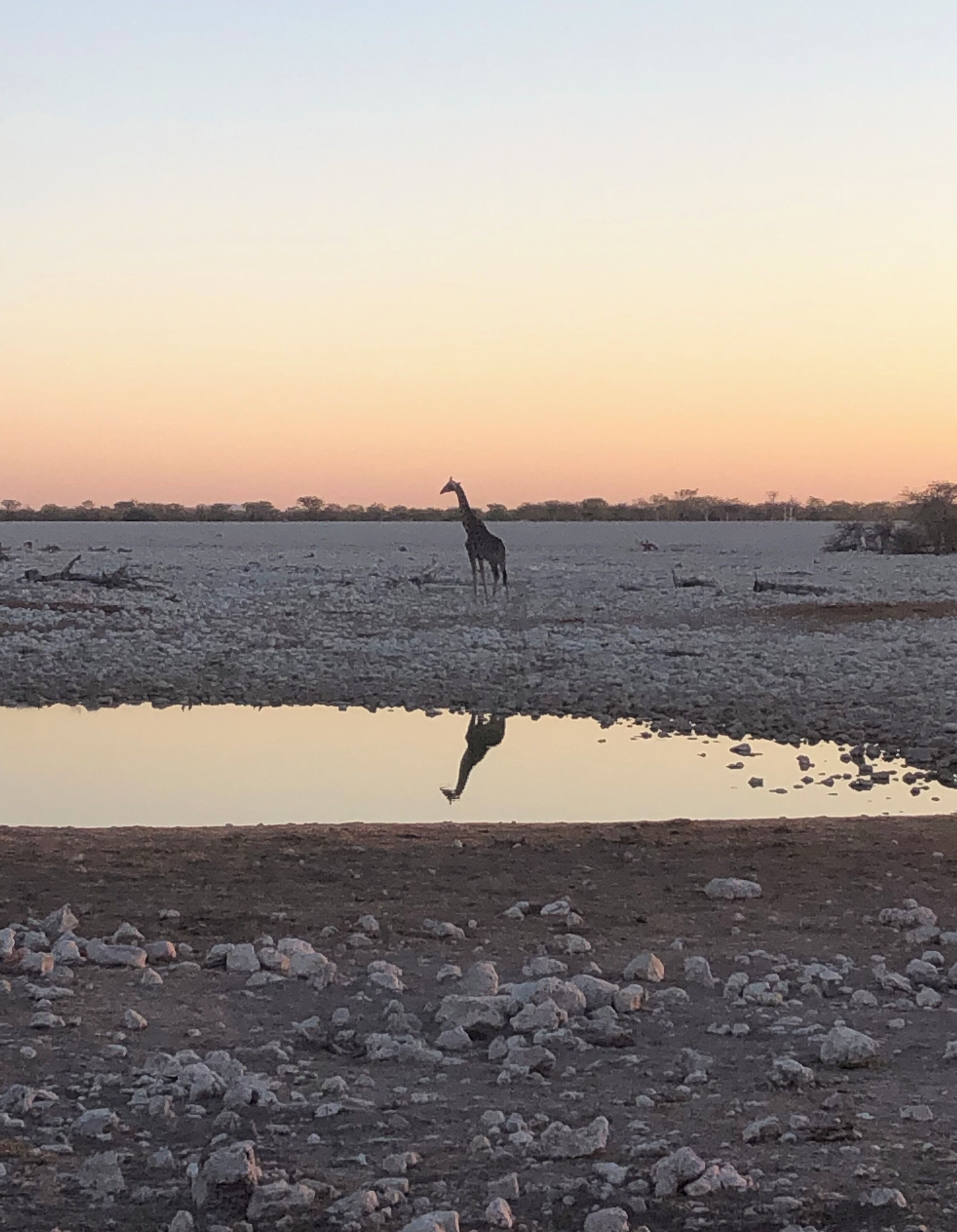 Sunset giraffe visits to the waterhole. 🦒